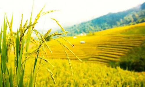 农资要懂得的九大营销策略